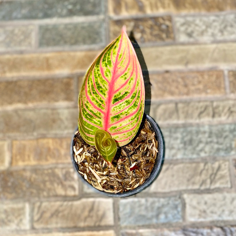 Aglaonema kresna