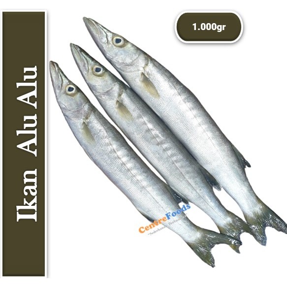 

Ikan Alu Alu - Barakuda Fresh | 1.000gr [ Harga Per KG ]