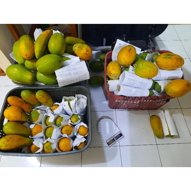 

Pepaya California (Buah Segar)