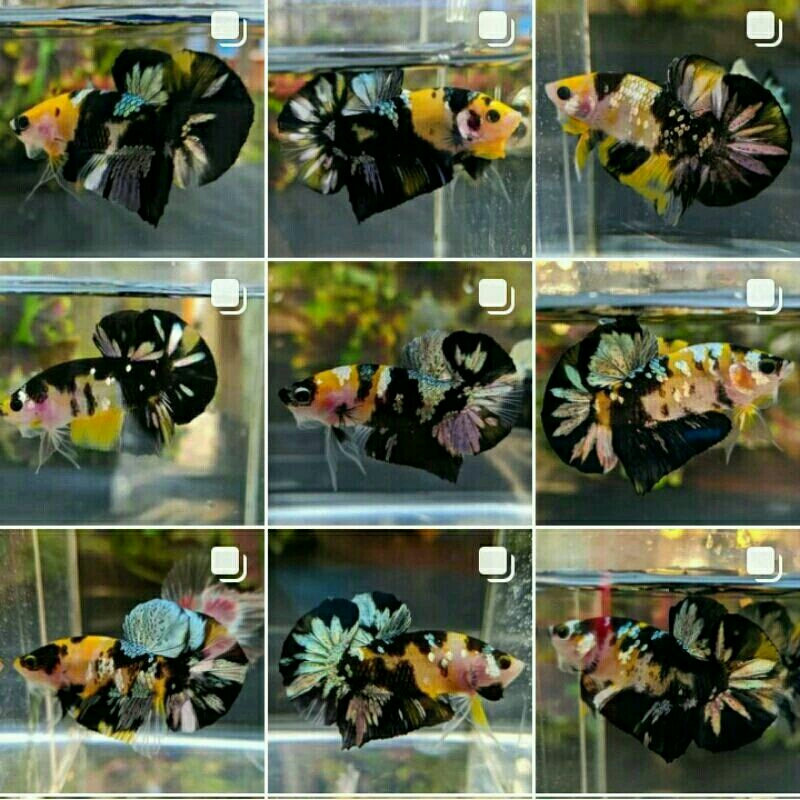 sepasang yellow koi copper/cupang bagus/cupang warna kuning