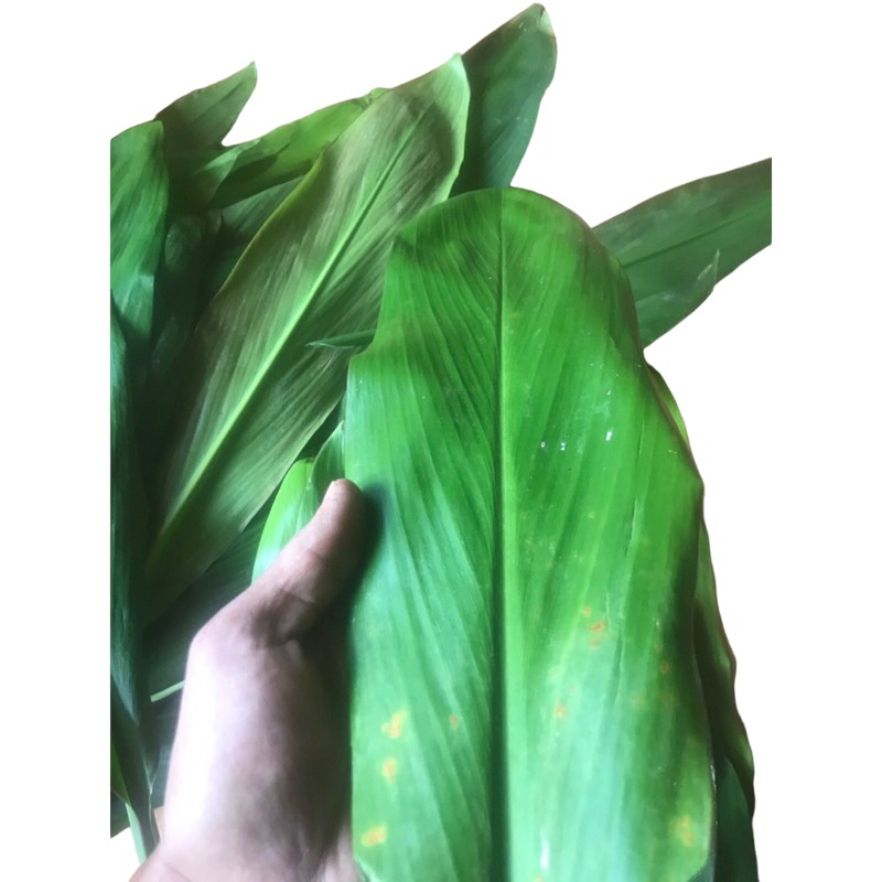 

Daun bakcang daun hanjuang bukus bungkus 1kg