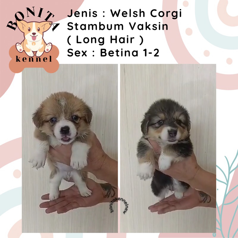 Welsh Corgi Stambum Long Hair Jantan Betina Anak Anjing Corgi