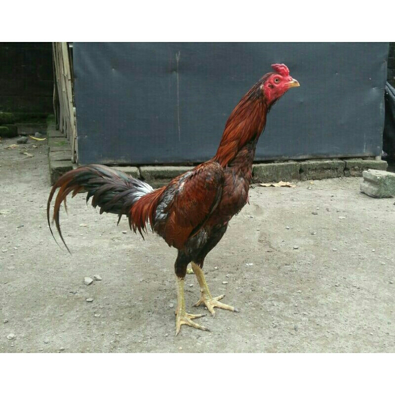 Telur Fertil Telur Tetas Ayam Aduan Pama Ninja Cros Pama