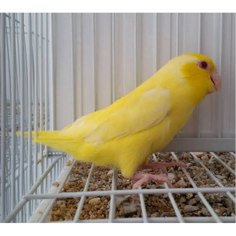 Harga Parrotlet Terbaru Jun 2026 | BigGo Indonesia