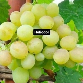 

Anggur inpor Holiodor