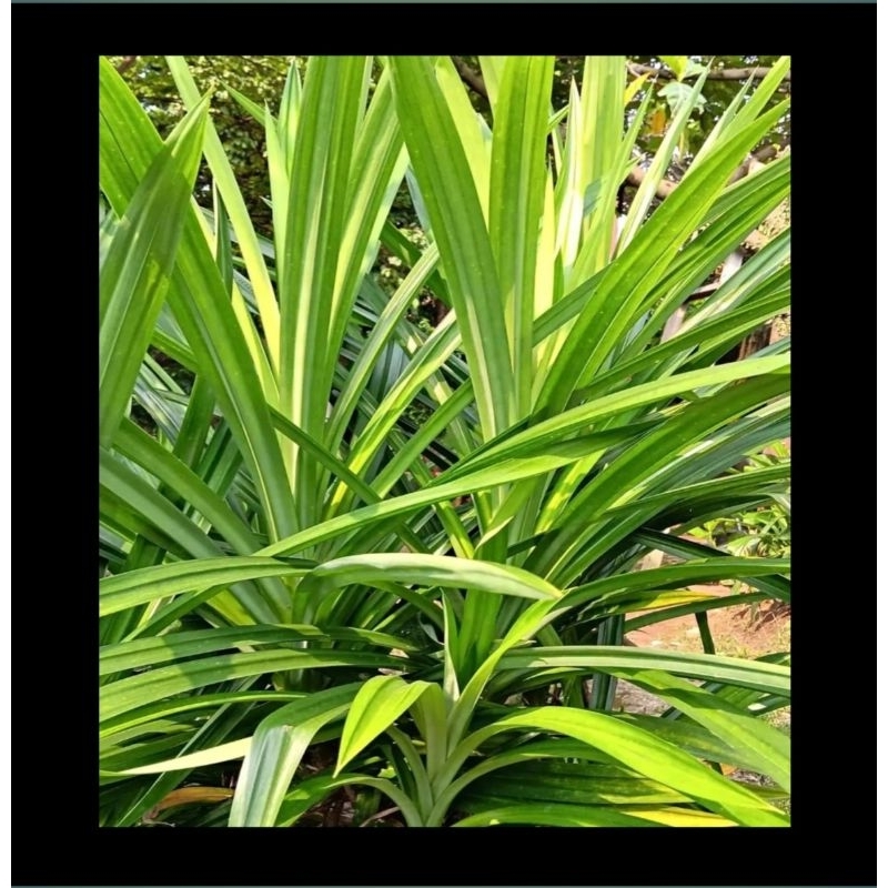 

Daun pandan fresh per ikat 10 lembar