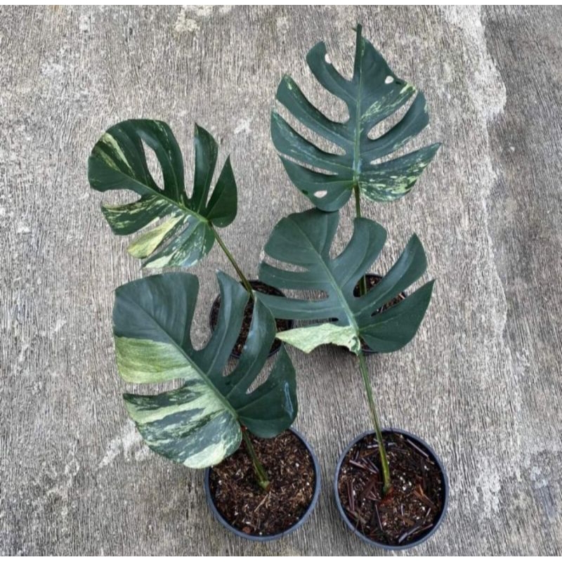 Monstera mint variegata / Monstera mint