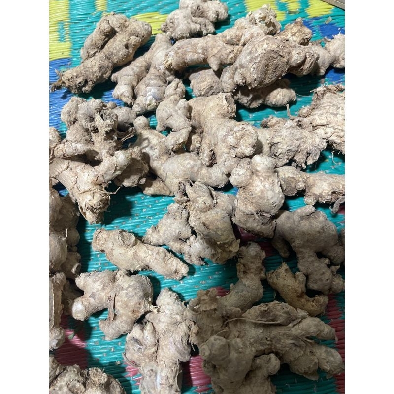 

jahe mprit 1kg,jahe mprit murah,jahe mprit super