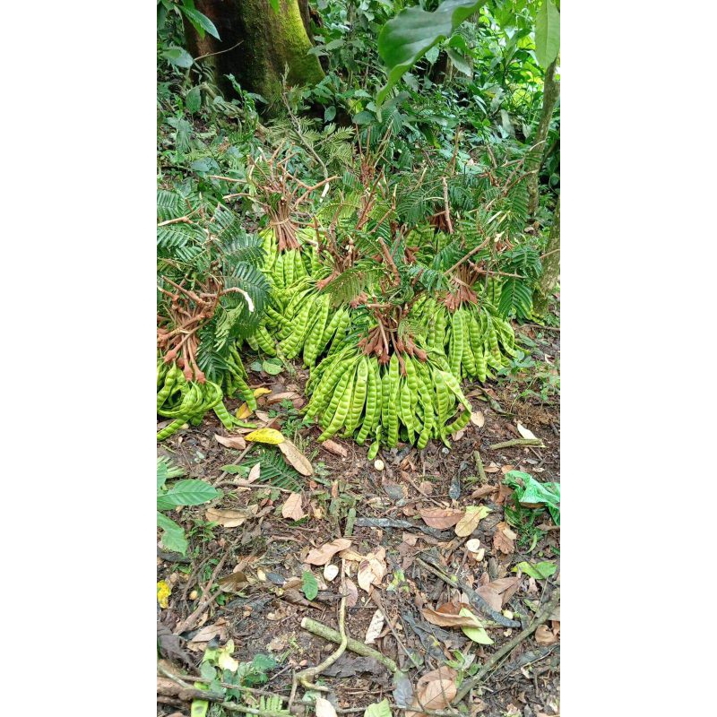 

Pete Lubuklinggau Palembang