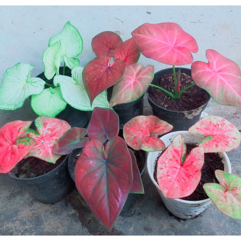 bunga keladi hidup 6 pot