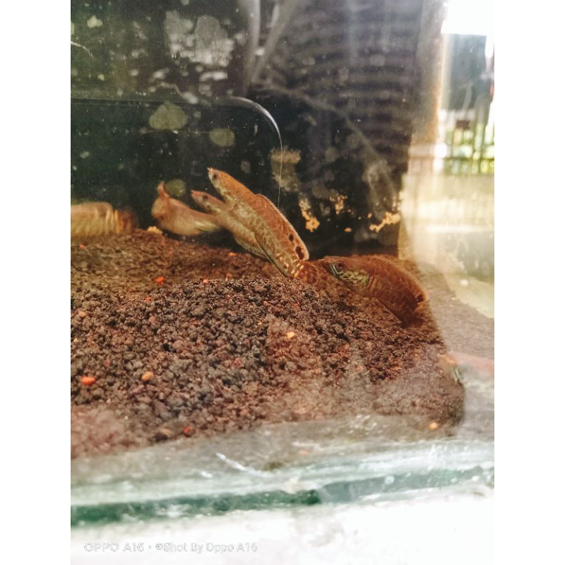 Channa bleheri 5-6cm sudah pelet + stiker