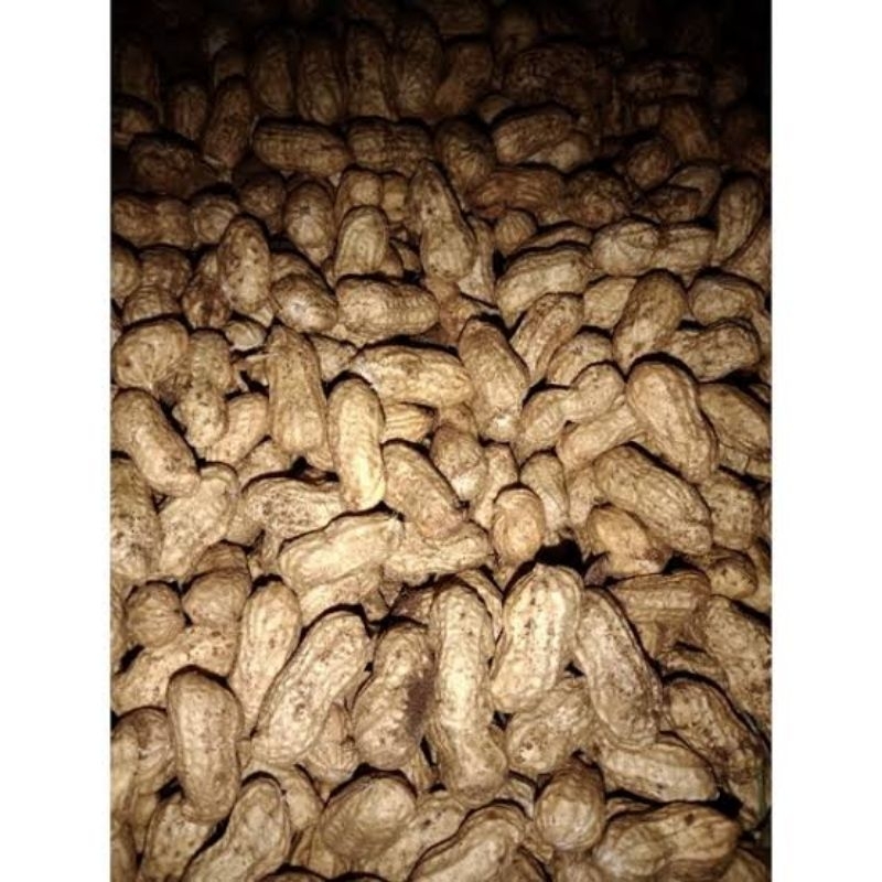 

Kacang tanah mentah/ kacang kulit 1kg