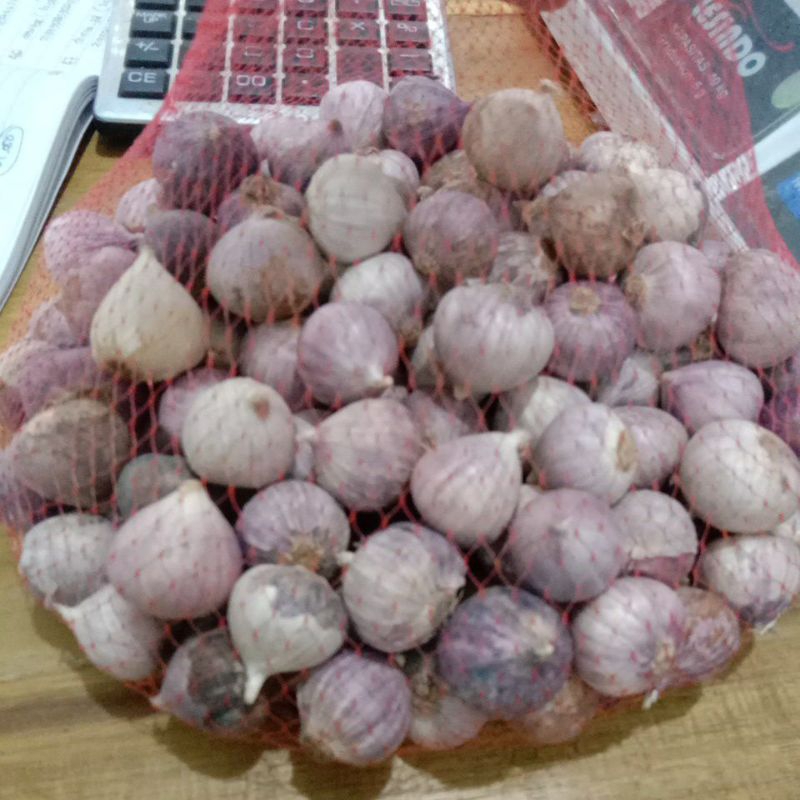 

Bawang putih tunggal / bawang Lanang SIZE KECIL