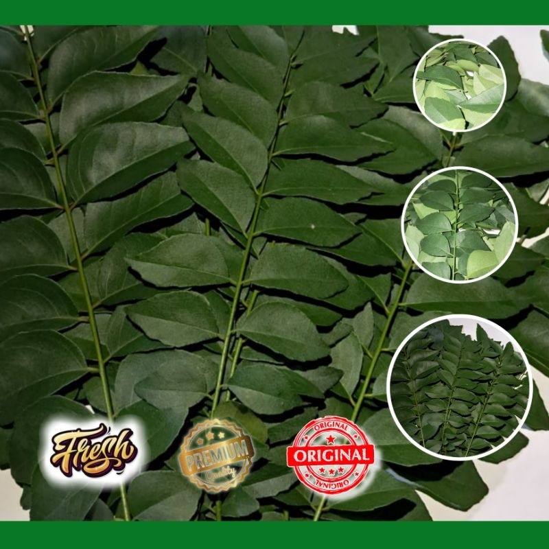 

Daun kari / salam koja 15 tangkai