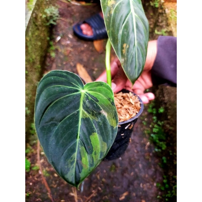 philodendron melanochrysum variegata Melano variegata