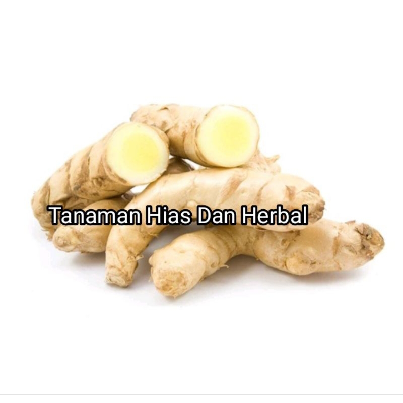 

kunyit putuh segar 1kg obat kanker curcuma zedoaria
