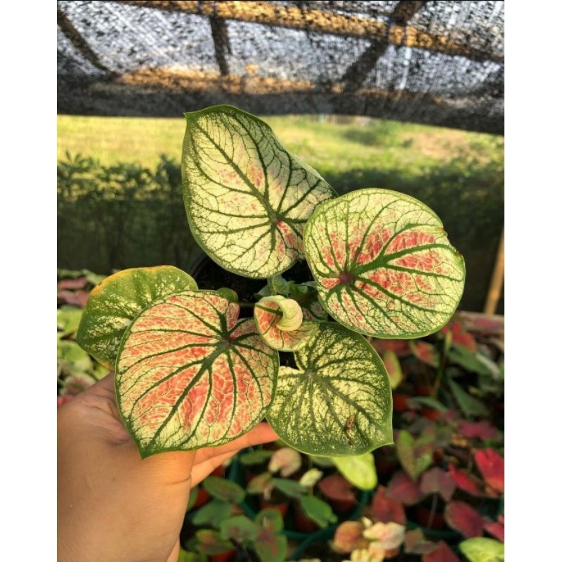 CALADIUM HYBRID THAI MANGKOK - Tanaman hias keladi cantik