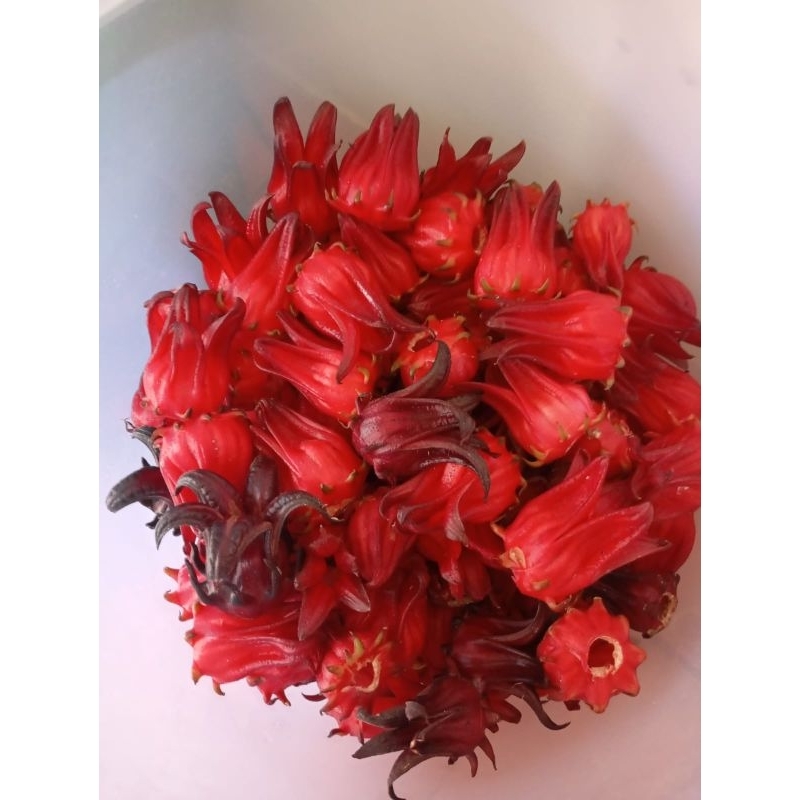 

Bunga rosella kering (Hibiscus sabdariffa L)
