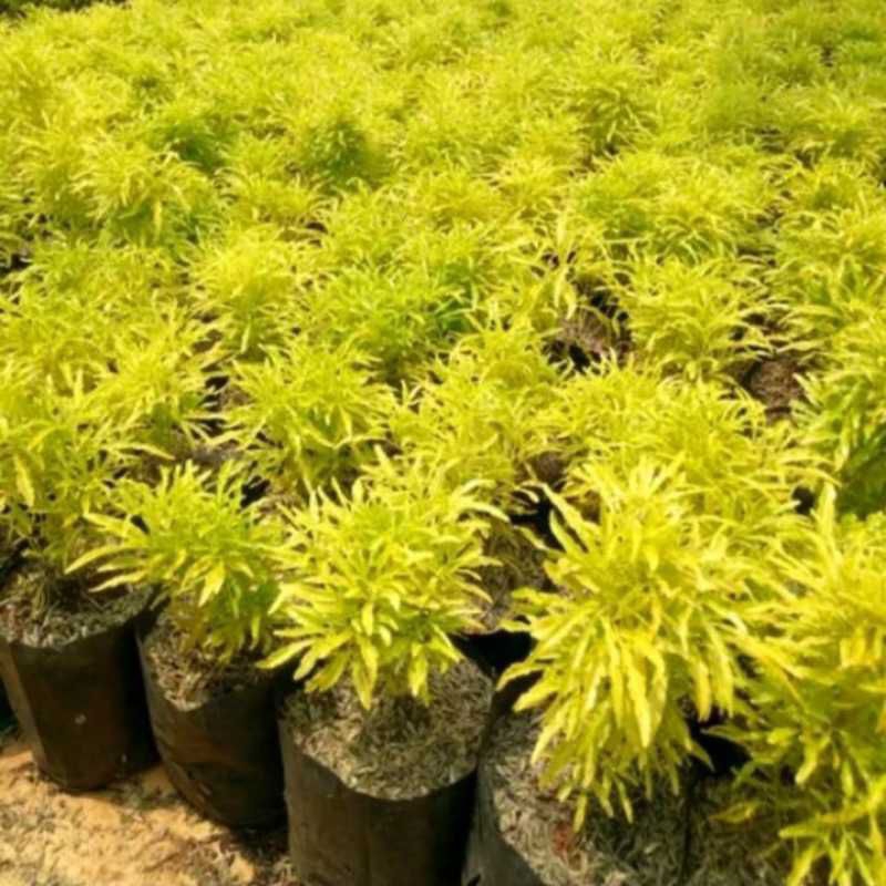 

brokoli kuning tanaman berkualitas dan sehat
