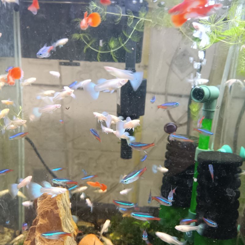 Hiasan Aquarium Ikan Guppy PRT Platinum Red Tail/AFR/HB Blue/Yellow/Platinum/Black Moscow/Sky Blue