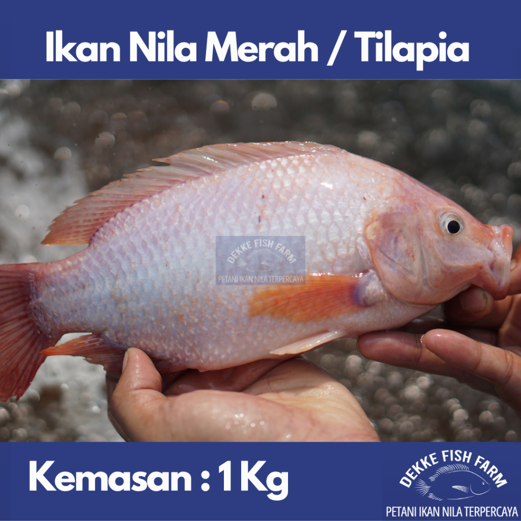 

Ikan Nila Merah Segar / Fresh Red Tilapia 1 kg ( Gratis dibersihkan )