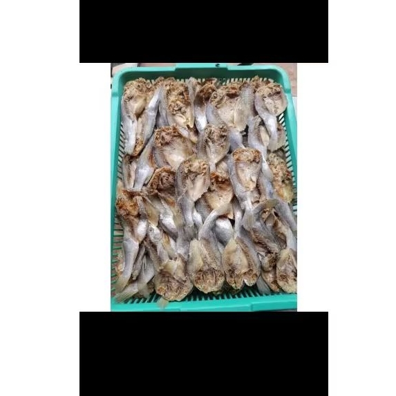 

ikanasin kepala batu