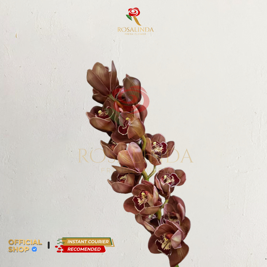Bunga Import Cymbidium Brown / Bunga Potong Segar
