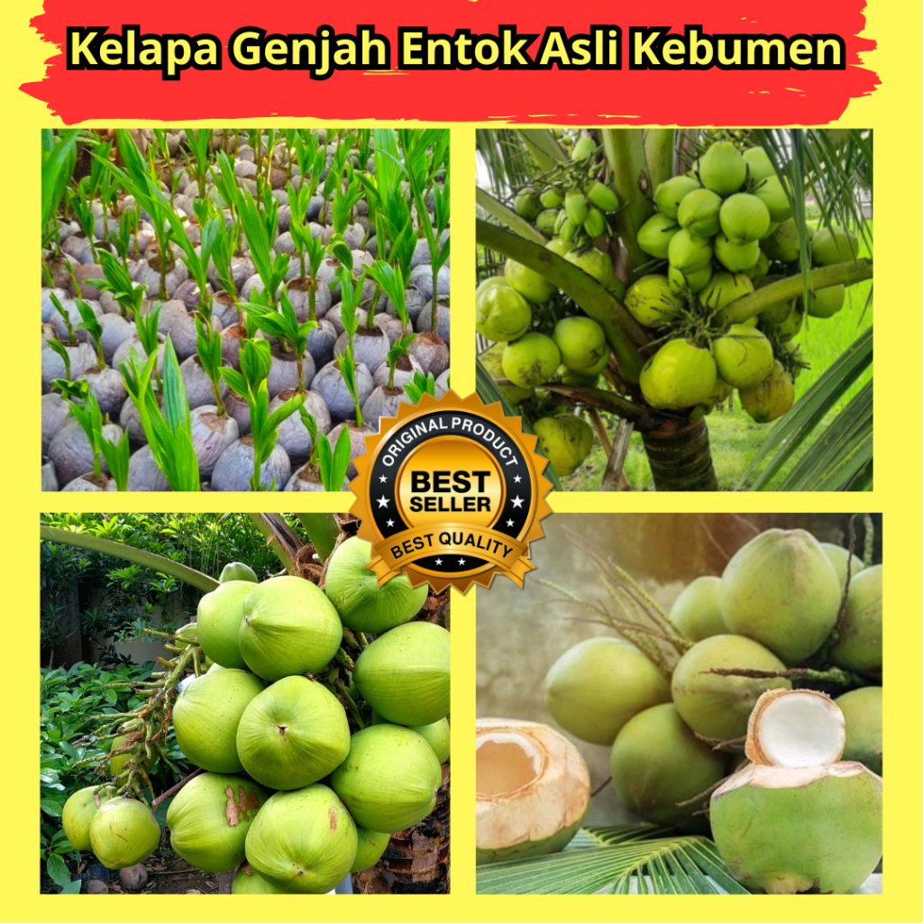 Kelapa Ijo Muda, Kelapa Ijo Asli, Kelapa Hijau Genjah
