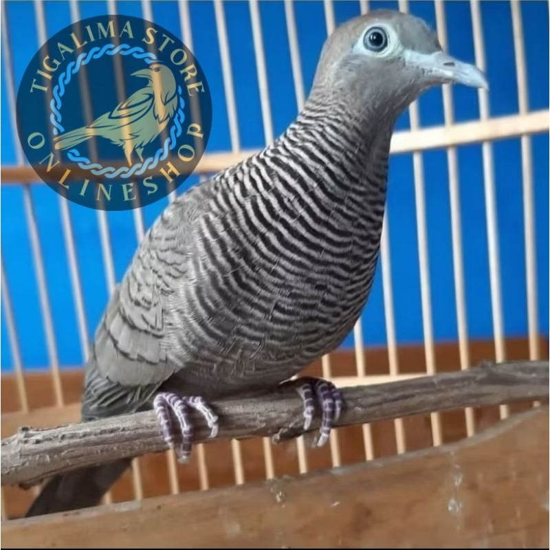 PERKUTUT CEMANI PILIHAN JANTAN