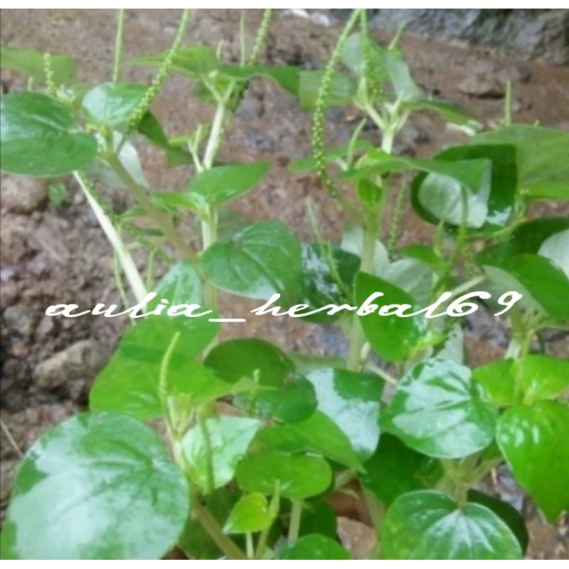 

Sirih cina fres 250g murah