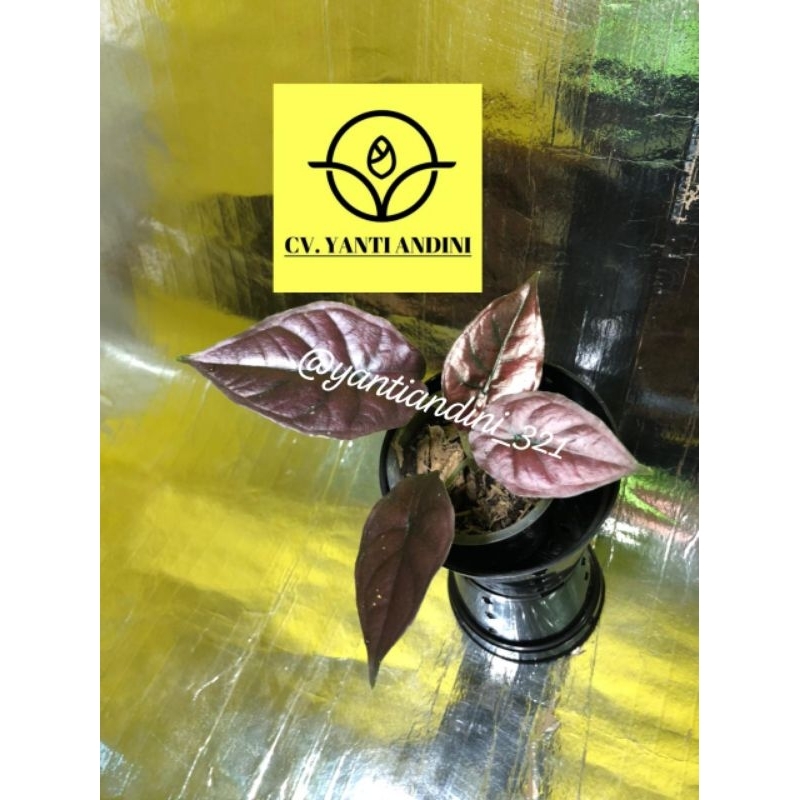 Alocasia Infernalis Red Baby