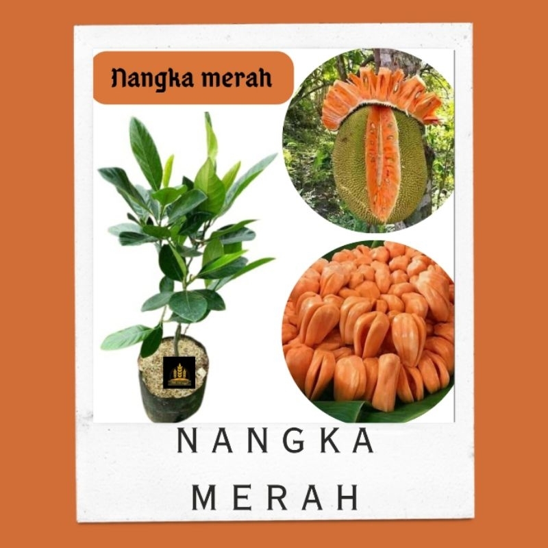 Bibit nangka merah manis • Bibit nangka merah Bella bibit