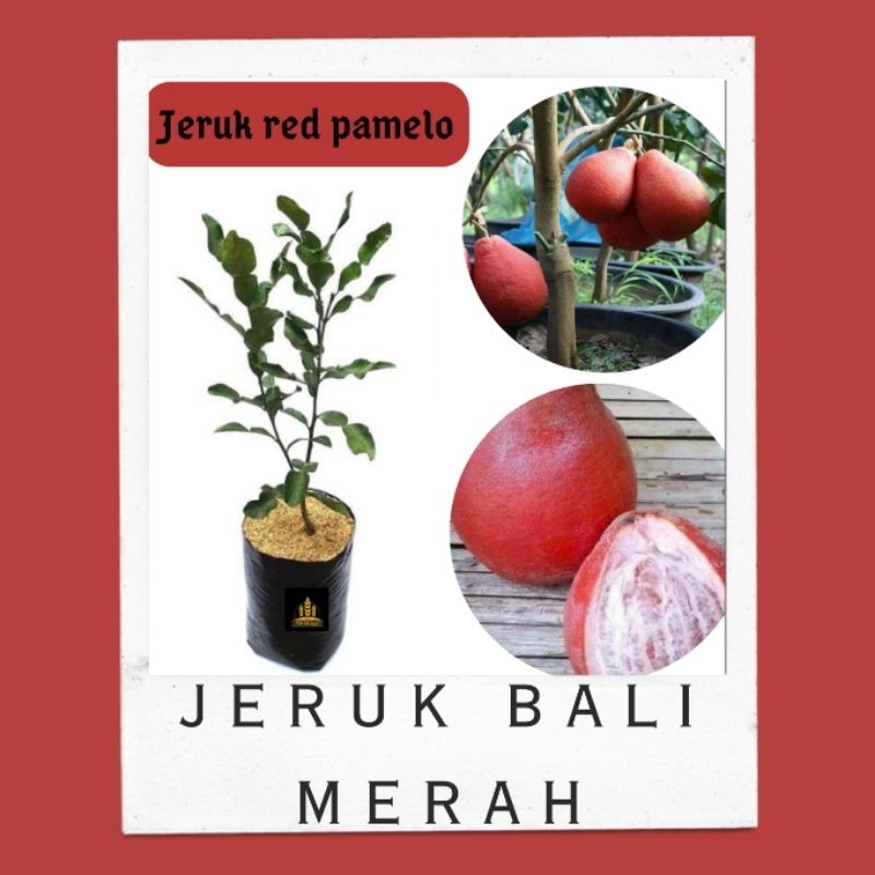 Bibit jeruk bali merah • jeruk red pamelo • Bibit jeruk bali Bella bibit