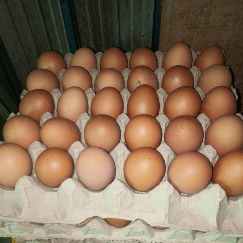 

Telur ayam 1kg