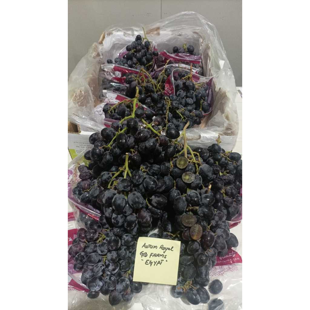 

Anggur Autumn Royal Egypt 1 Dus (8 Kg dan 5 Kg) Fresh Import