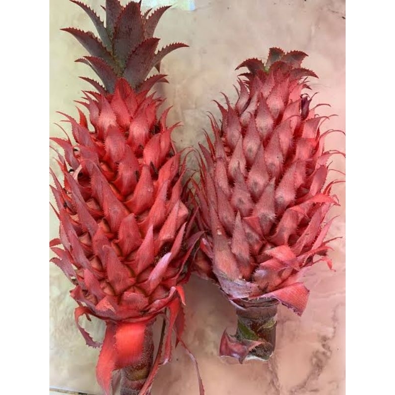 

Nanas merah nanas muda