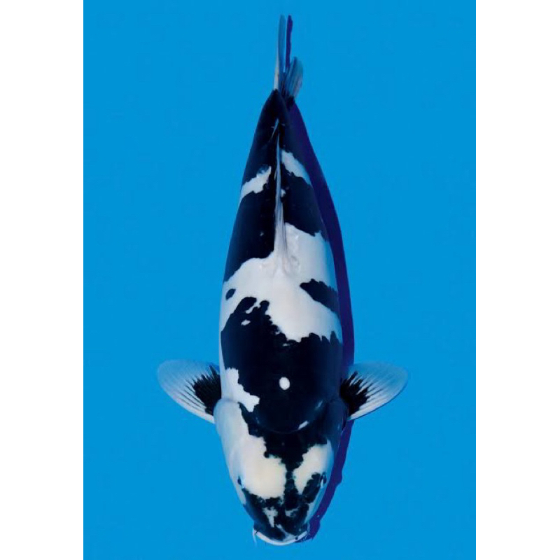 KOI SHIRO SIZE 20-25CM SUPER CANTIK BLITAR