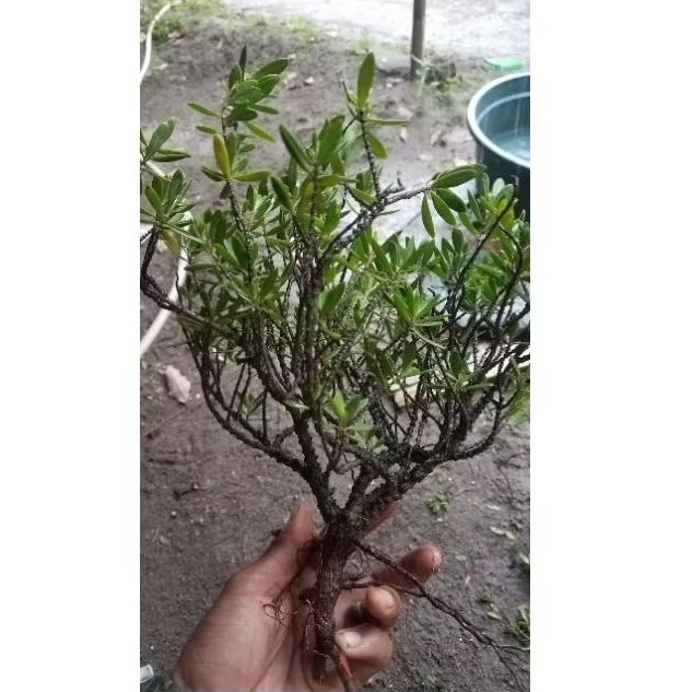 paketan santigi 10 pohon