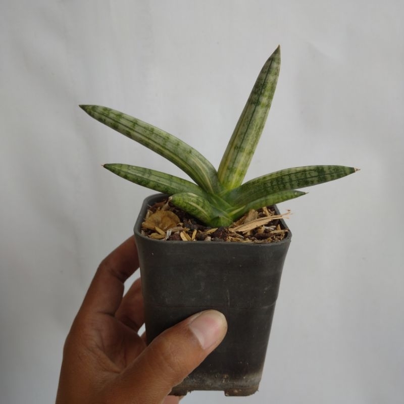 sansevieria boncel variegata (medium)
