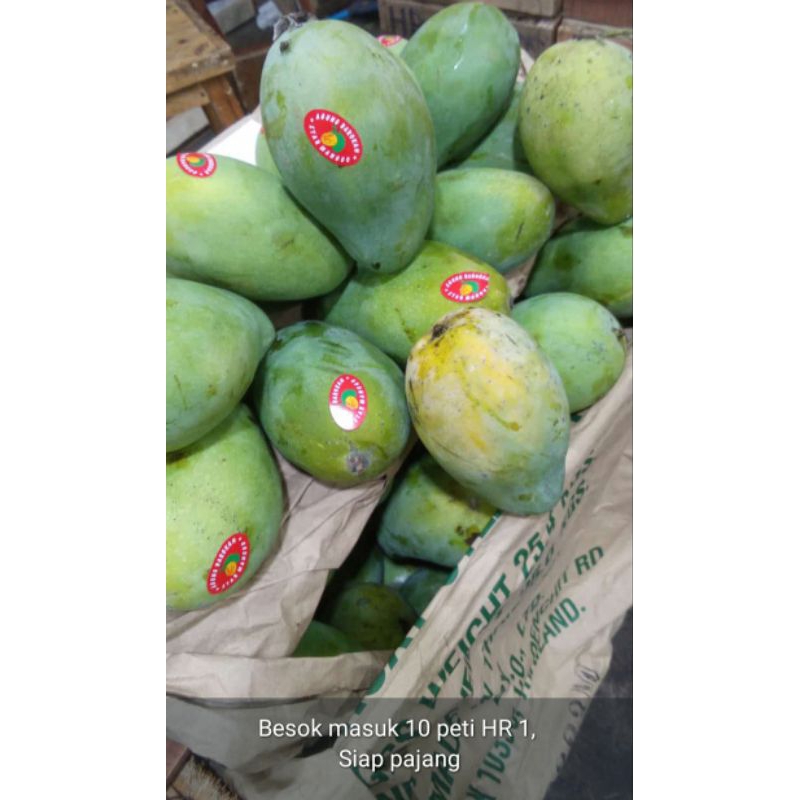 

Mangga HarumManis HR 1