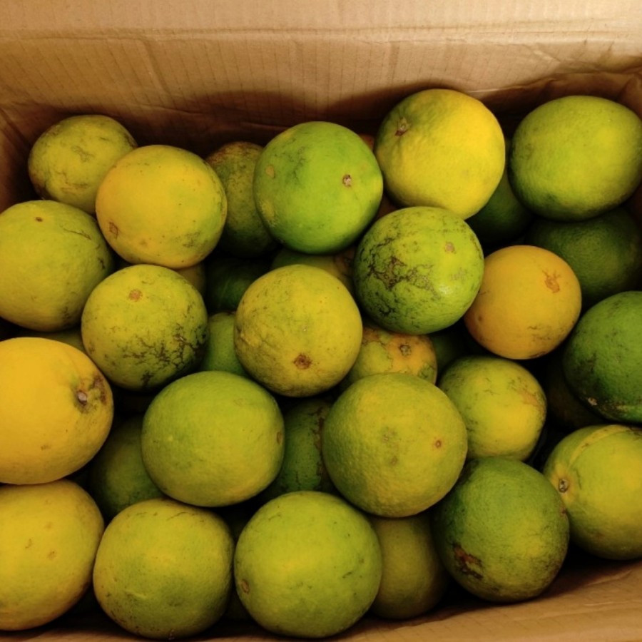 

Jeruk Baby fresh manis per kg