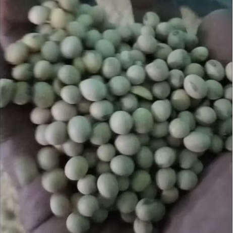 

Kedelai Import CS - USA Super No.1 50kg | Harga Perkarung