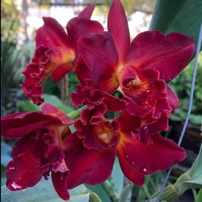 CATTLEYA | ANGGREK CATTLEYA MINI DORIS 'RED DRAGON" DEWASA