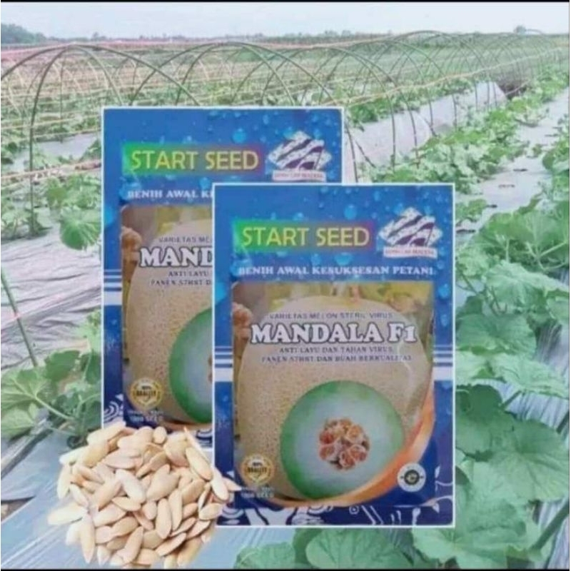 Benih  Tanaman Melon Madu Terbaik Mandala F1 Kuning