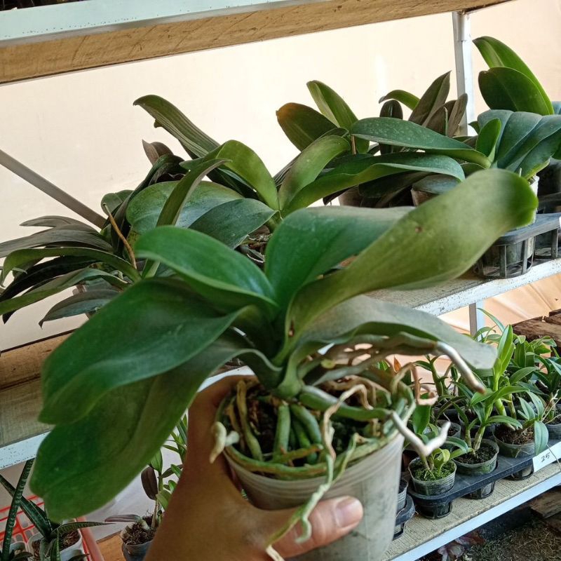 Anggrek Bulan Dewasa Atau Pasca Bunga