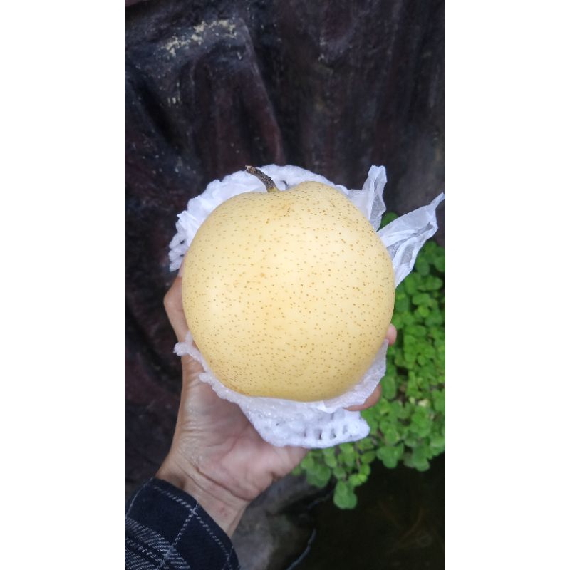 pear madu, buah pear manis