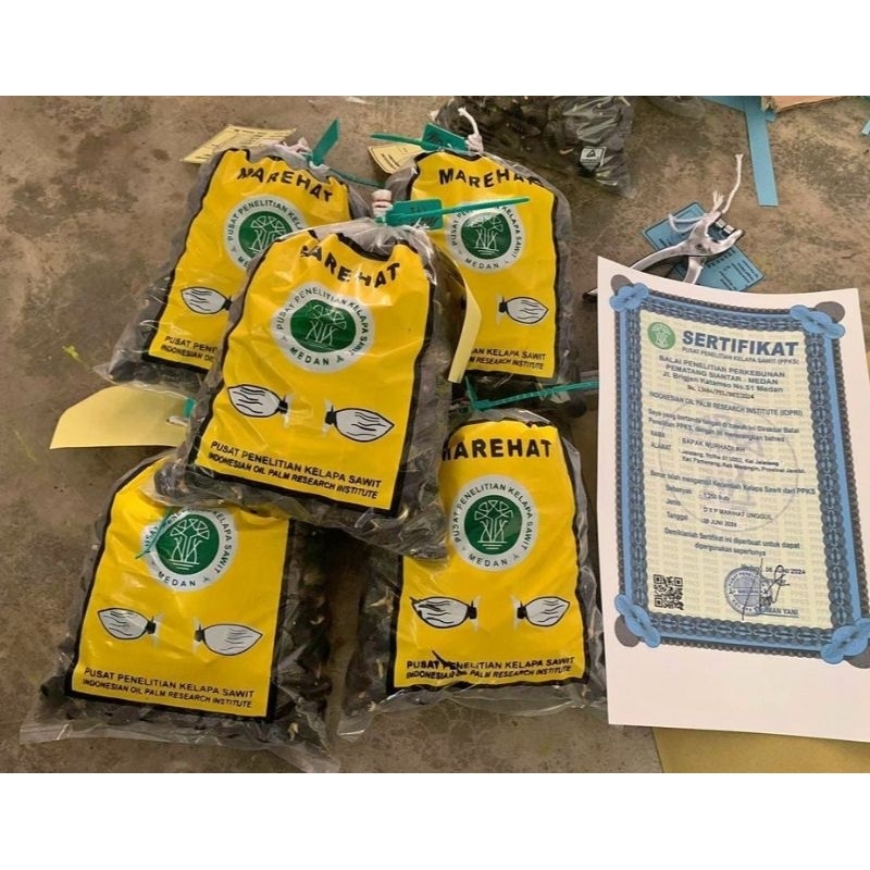 Bibit kecambah sawit Marihat