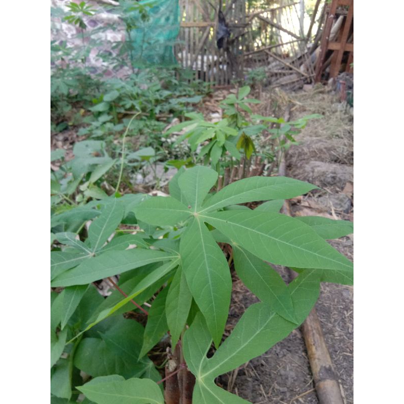 

Daun Singkong 100gr