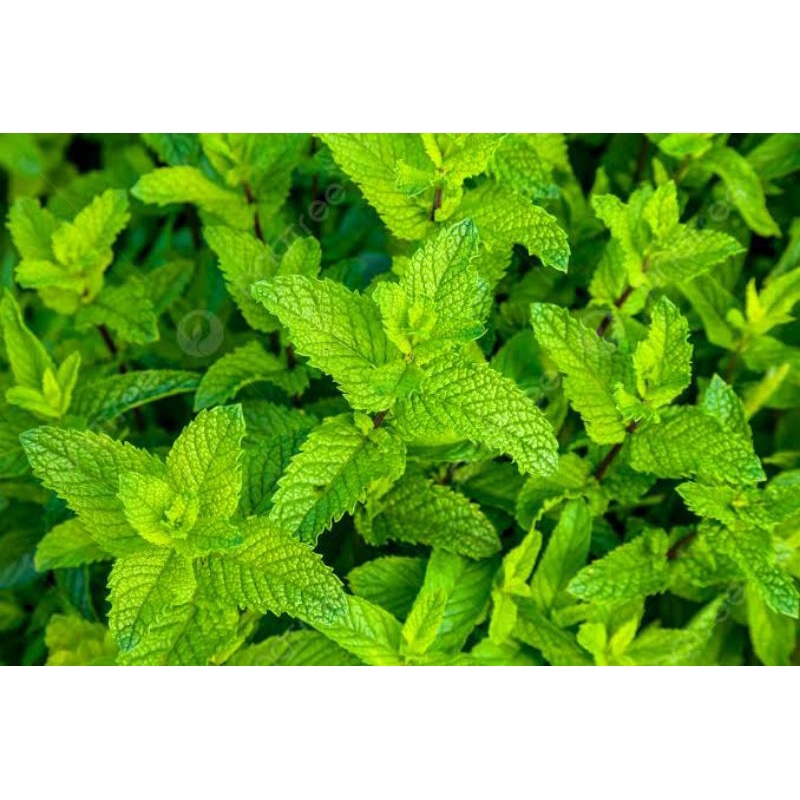 

daun mint segar extak200gram