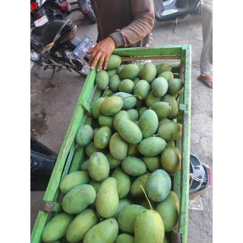 

mangga situbondo(arum madu/manalagi)